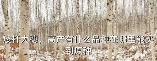 河南小麥高產矮桿品種哪里有賣,高產有什么品種