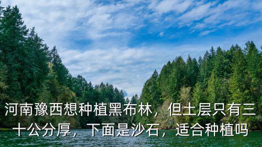 河南焦作哪里有種黑布林,河南豫西想種植黑布林