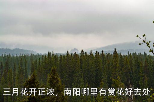 三月花開正濃，南陽哪里有賞花好去處