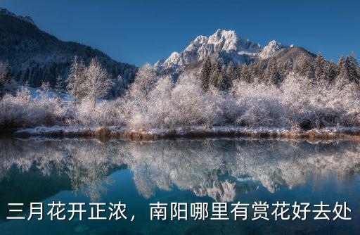 南陽哪里有賣玫瑰,南陽哪里有賞花好去處
