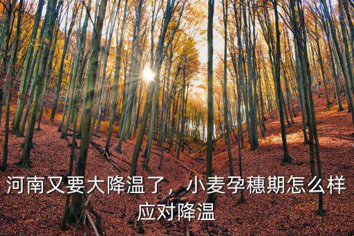 河南小麥質量怎么樣了,今年河南小麥收成怎么樣