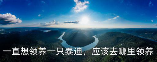 一直想領(lǐng)養(yǎng)一只泰迪，應(yīng)該去哪里領(lǐng)養(yǎng)