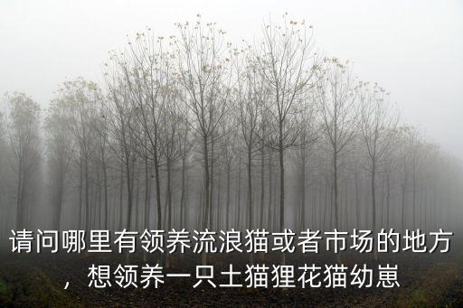 請問哪里有領養(yǎng)流浪貓或者市場的地方，想領養(yǎng)一只土貓貍花貓幼崽