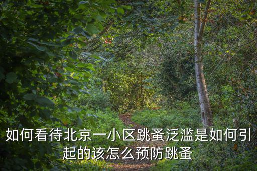 南陽跳蚤怎么這么多,為什么貓貓還是這么多跳蚤