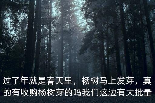 過了年就是春天里，楊樹馬上發芽，真的有收購楊樹芽的嗎我們這邊有大批量