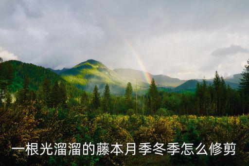 河南爬藤月季怎么過冬天,河南冬季如何露地扦插月季