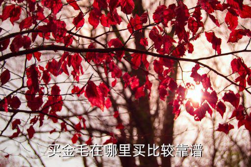 洛陽哪里買金毛,買金毛在哪里買比較靠譜