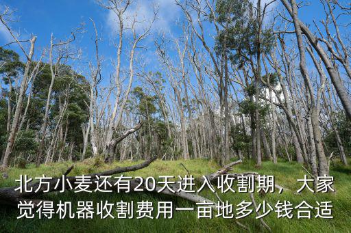 北方小麥還有20天進入收割期，大家覺得機器收割費用一畝地多少錢合適