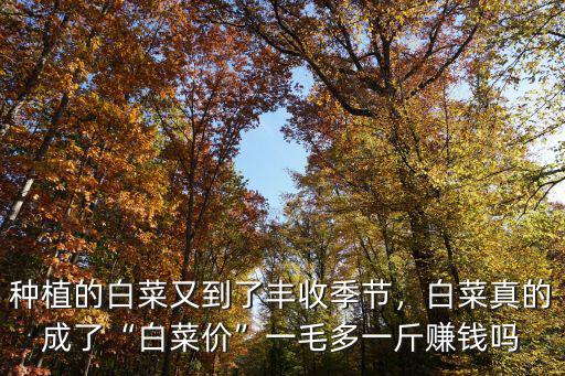 種植的白菜又到了豐收季節(jié)，白菜真的成了“白菜價(jià)”一毛多一斤賺錢嗎