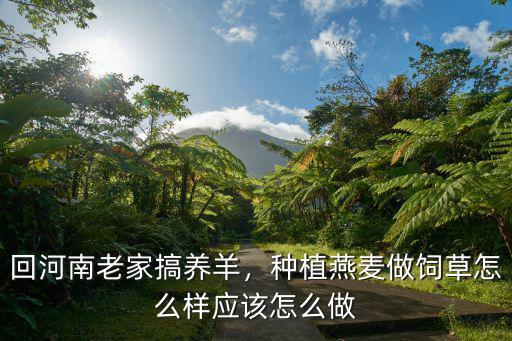 回河南老家搞養(yǎng)羊，種植燕麥做飼草怎么樣應(yīng)該怎么做