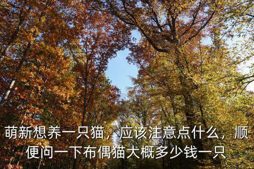河南布偶貓價格多少錢一只,一只布偶貓大約什么價位