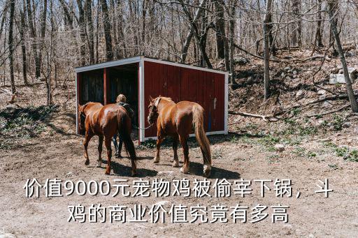 河南太康斗雞哪里有賣,賀州哪里有斗雞賣