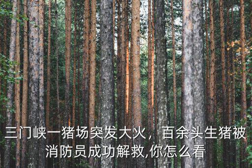 三門峽一豬場突發(fā)大火，百余頭生豬被消防員成功解救,你怎么看