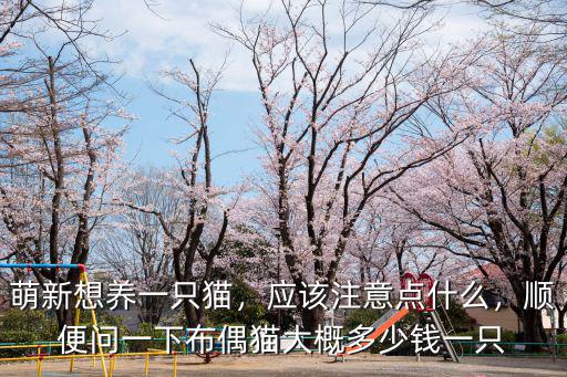 焦作布偶貓多少錢一只,重色布偶貓多少錢一只