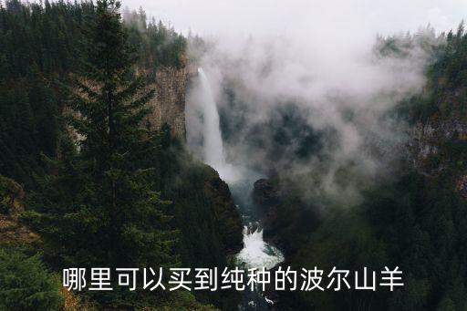 哪里可以買到純種的波爾山羊