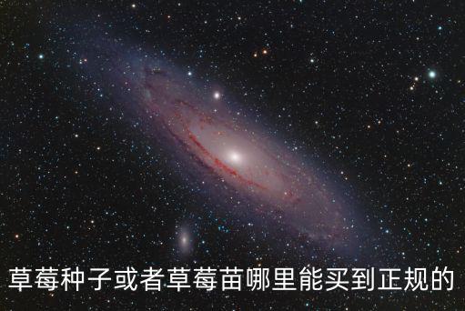 草莓種子或者草莓苗哪里能買到正規的