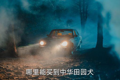 河南省沁陽市哪里賣中華田園犬,哪里能買到中華田園犬