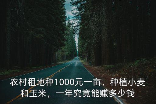 農村租地種1000元一畝，種植小麥和玉米，一年究竟能賺多少錢