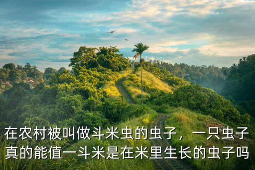 在農村被叫做斗米蟲的蟲子，一只蟲子真的能值一斗米是在米里生長的蟲子嗎