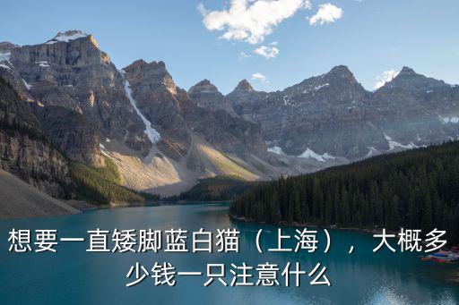 想要一直矮腳藍(lán)白貓（上海），大概多少錢(qián)一只注意什么