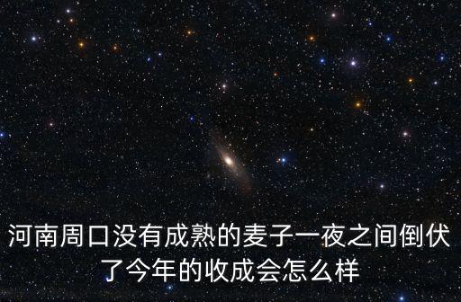 河南周口沒有成熟的麥子一夜之間倒伏了今年的收成會怎么樣