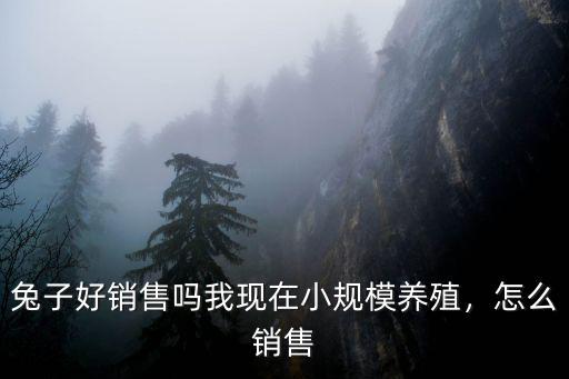 新鄉(xiāng)的兔子銷售哪里,兔子的銷售渠道有哪些