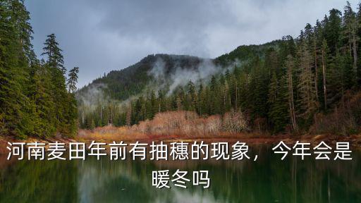 河南麥田年前有抽穗的現(xiàn)象，今年會是暖冬嗎