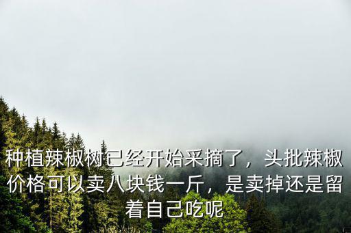 種植辣椒樹已經開始采摘了，頭批辣椒價格可以賣八塊錢一斤，是賣掉還是留著自己吃呢