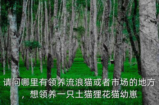 請問哪里有領養流浪貓或者市場的地方，想領養一只土貓貍花貓幼崽