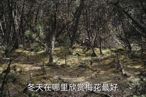 漯河市哪里可以賞梅花,冬天在哪里欣賞梅花最好