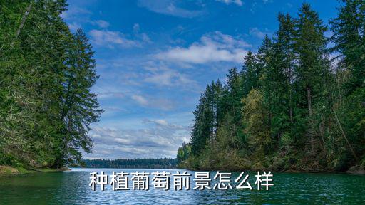 種植葡萄前景怎么樣