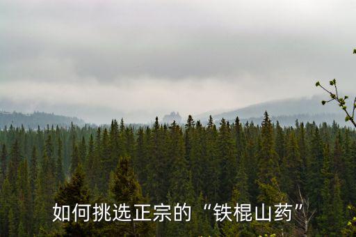 如何挑選正宗的“鐵棍山藥”