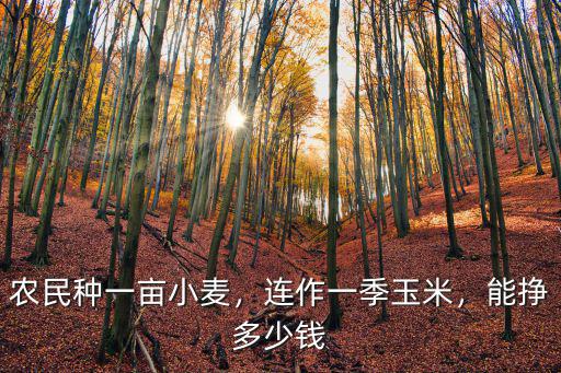 農(nóng)民種一畝小麥，連作一季玉米，能掙多少錢