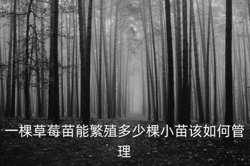 鄭州美十三草莓苗一棵多少錢(qián),種植草莓需要投資多少錢(qián)