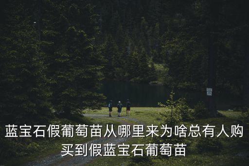 開封藍寶石葡萄苗哪里有賣,藍寶石假葡萄苗從哪里來