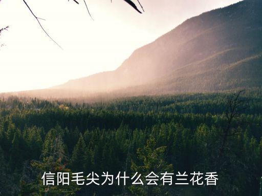 信陽哪里有蘭草花,信陽毛尖為什么會有蘭花香