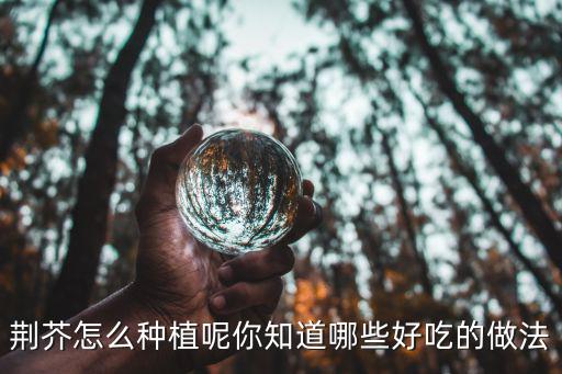 荊芥怎么種植呢你知道哪些好吃的做法