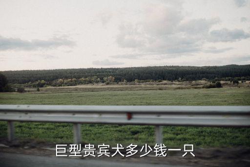 巨型貴賓犬多少錢一只