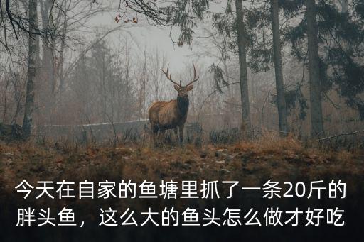 新鄉(xiāng)大魚頭怎么做好吃,這么大的魚頭怎么做才好吃