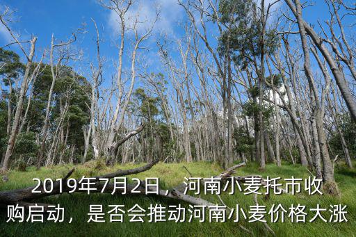 2019年7月2日，河南小麥托市收購啟動，是否會推動河南小麥價格大漲