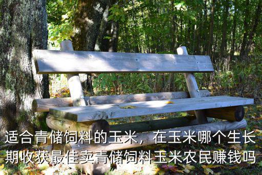 鄭州哪里賣青儲玉米,賣青儲飼料玉米農民賺錢嗎