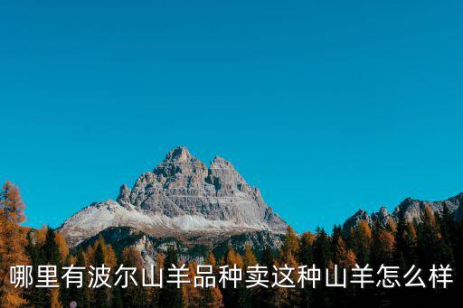 周口哪里賣小羊,周口哪里能買到波爾山羊種羊
