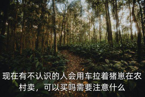 南陽哪里有賣豬仔的,現在哪里有豬仔賣