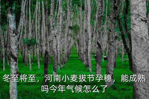 河南小麥出芽了怎么辦,河南小麥拔節(jié)孕穗