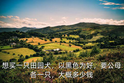 鄭州土狗多少錢一只,中華田園犬多少錢一只