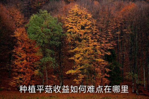 種植平菇收益如何難點在哪里