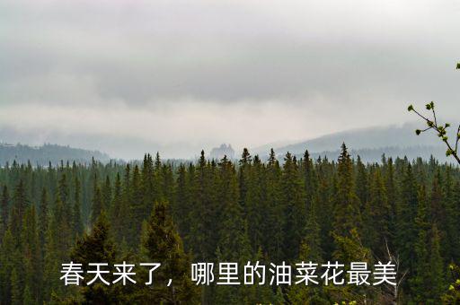 春天來了，哪里的油菜花最美