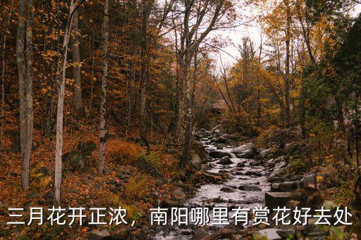 三月花開正濃，南陽哪里有賞花好去處