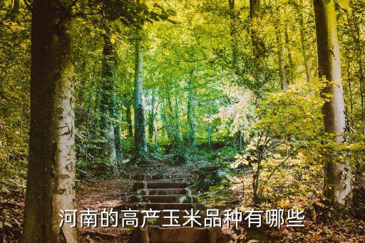 河南的高產玉米品種有哪些