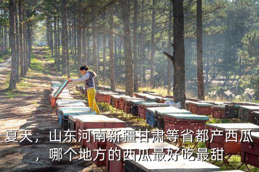 夏天，山東河南新疆甘肅等省都產西瓜，哪個地方的西瓜最好吃最甜